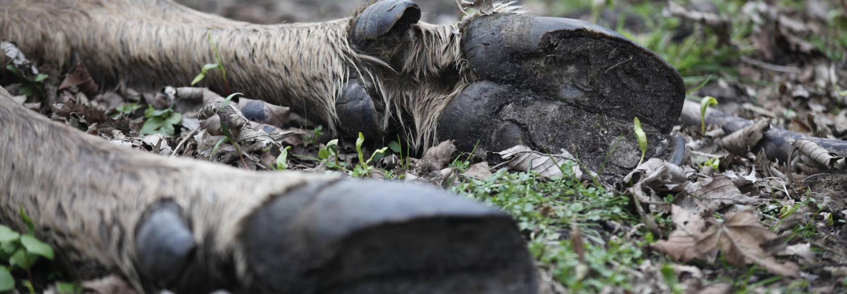 Dode wisent