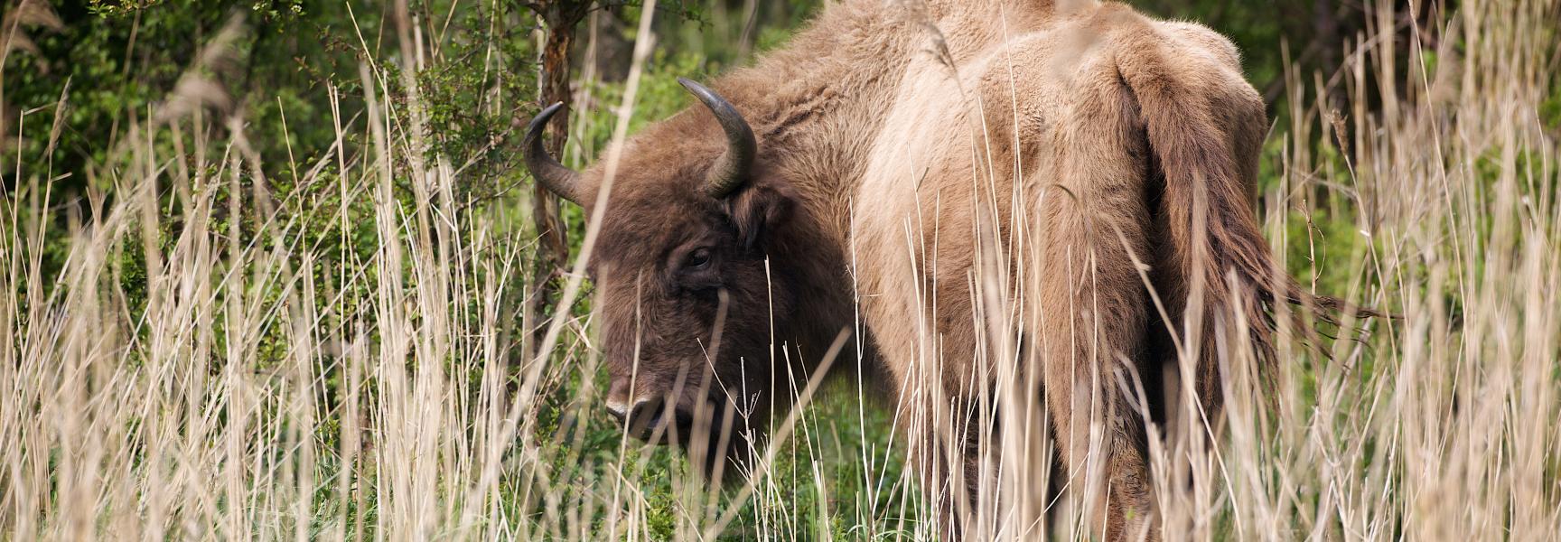 Wisent in Natuurpark Lelystad