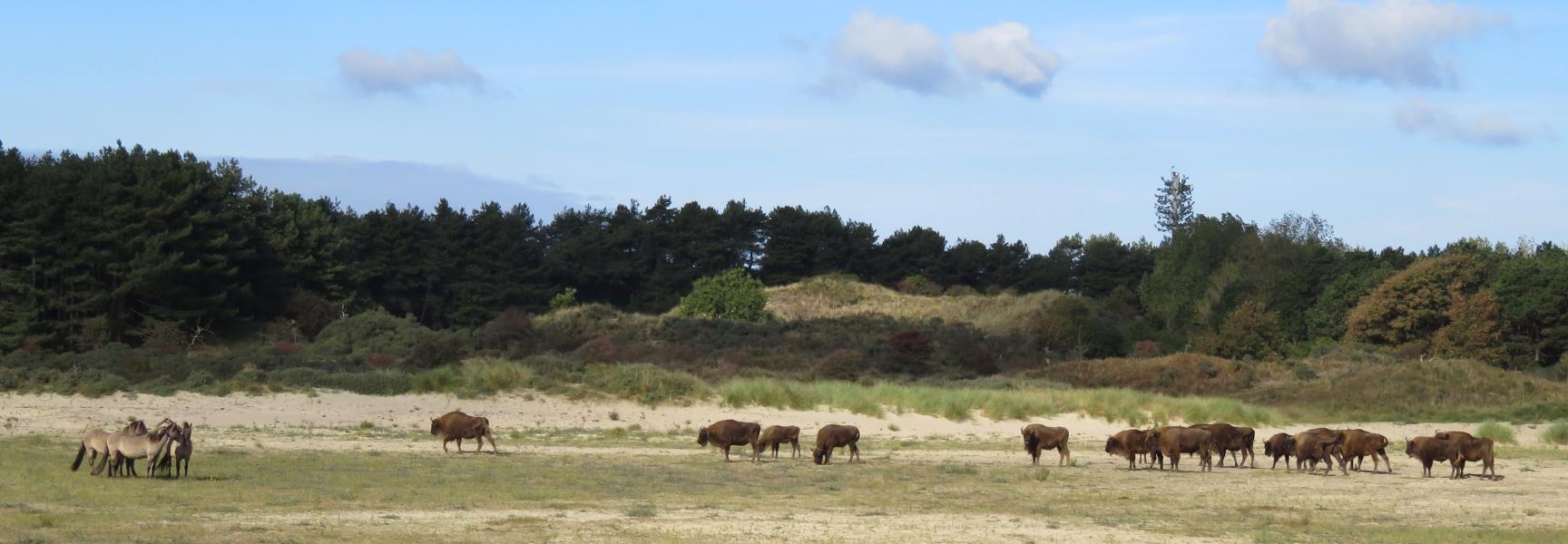 Konikpaarden en wisenten in het Kraansvlak. Foto: Louise Prevot