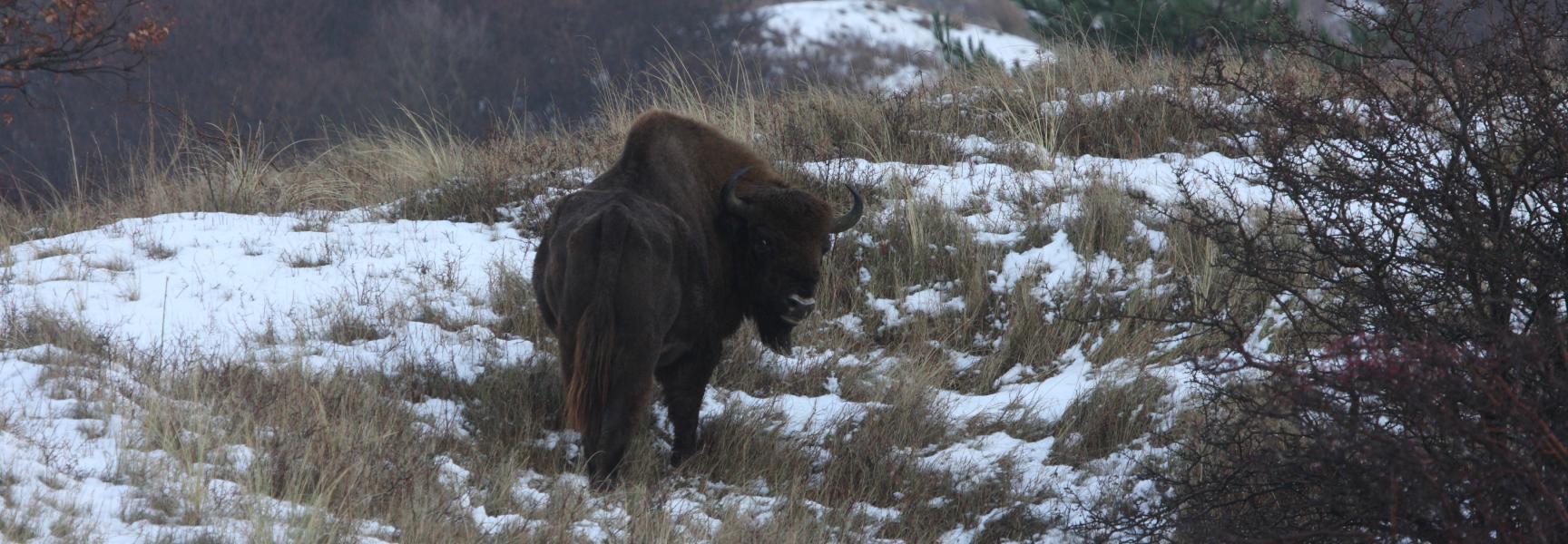 Wisentstier in de sneeuw