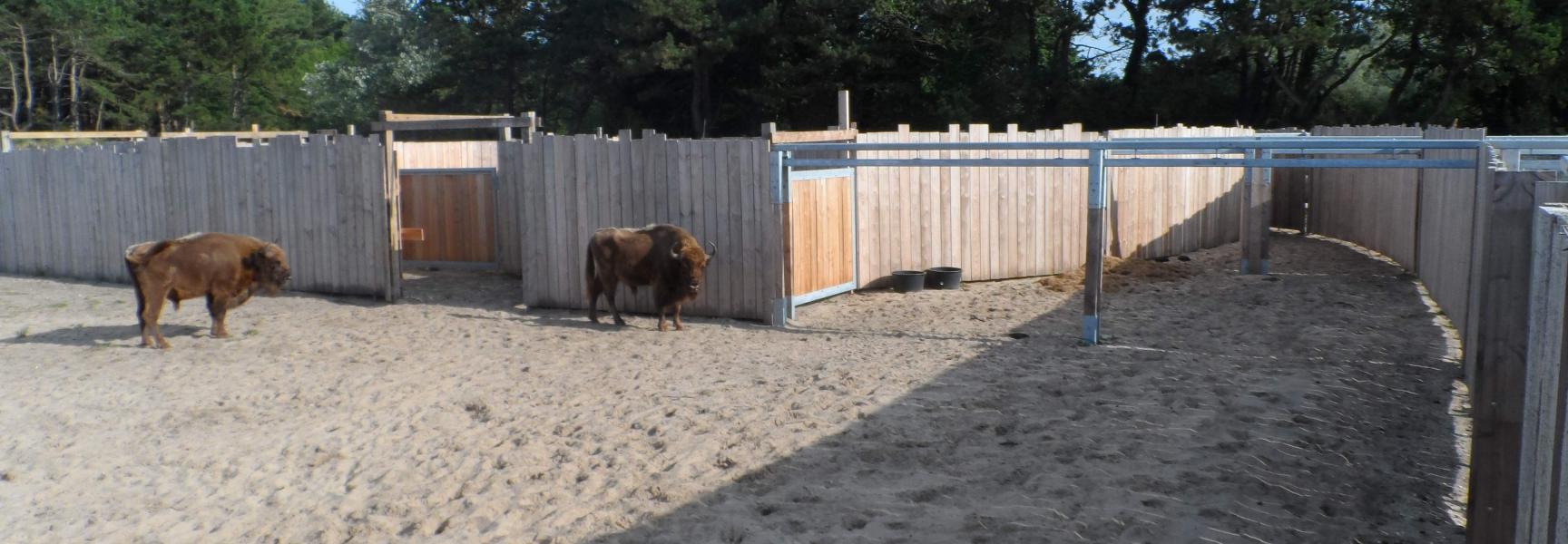 Wisenten in de kraal op het Kraansvlak
