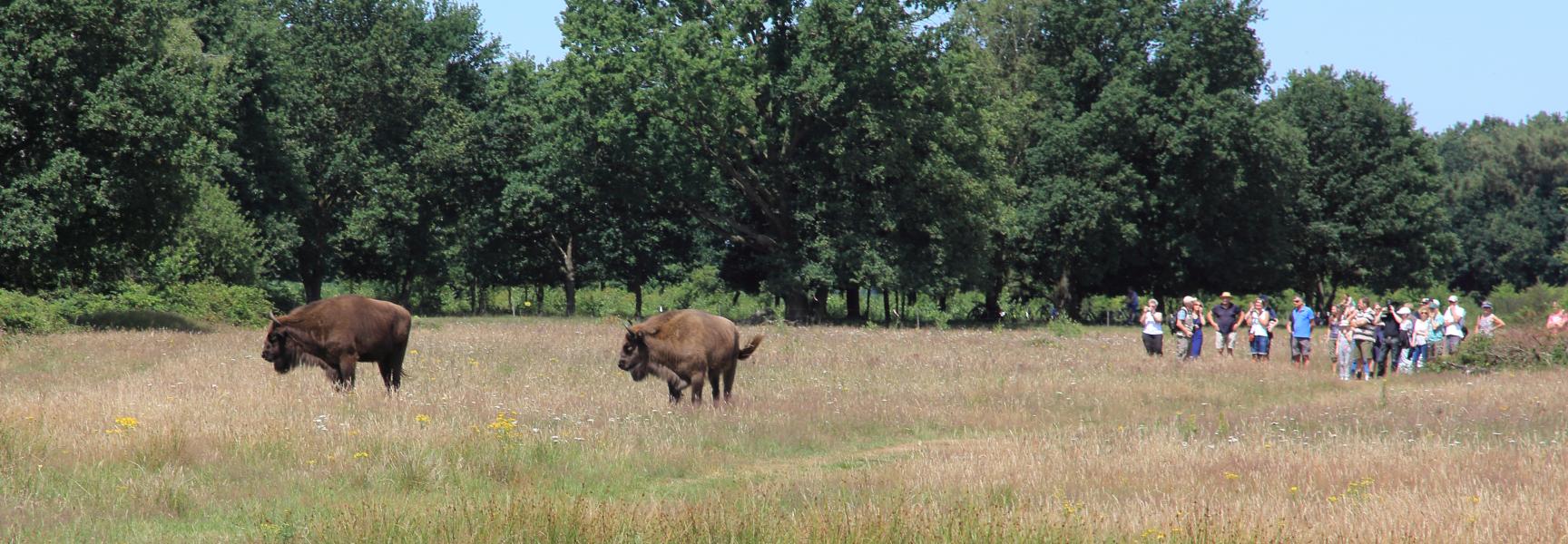 Wisent en recreanten in de Maashorst