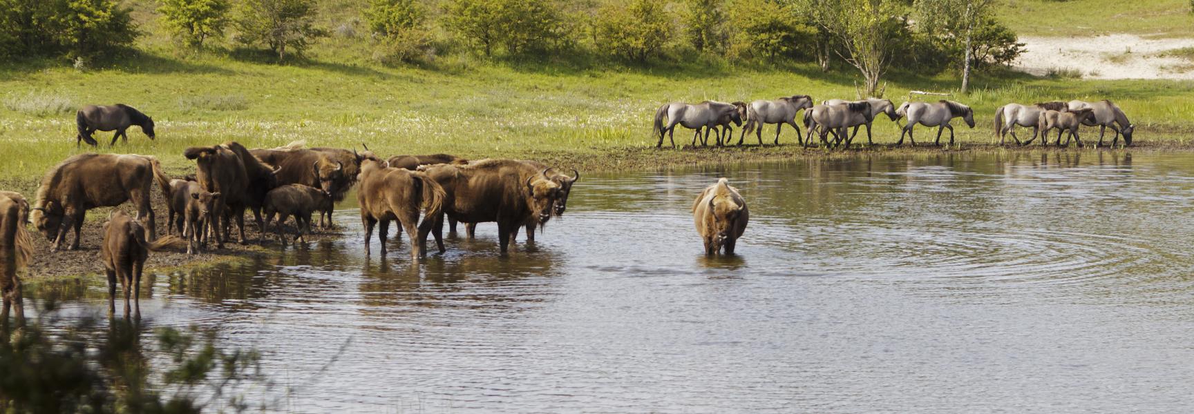wisent en konik samen bij het water, foto: Ruud Maaskant, PWN