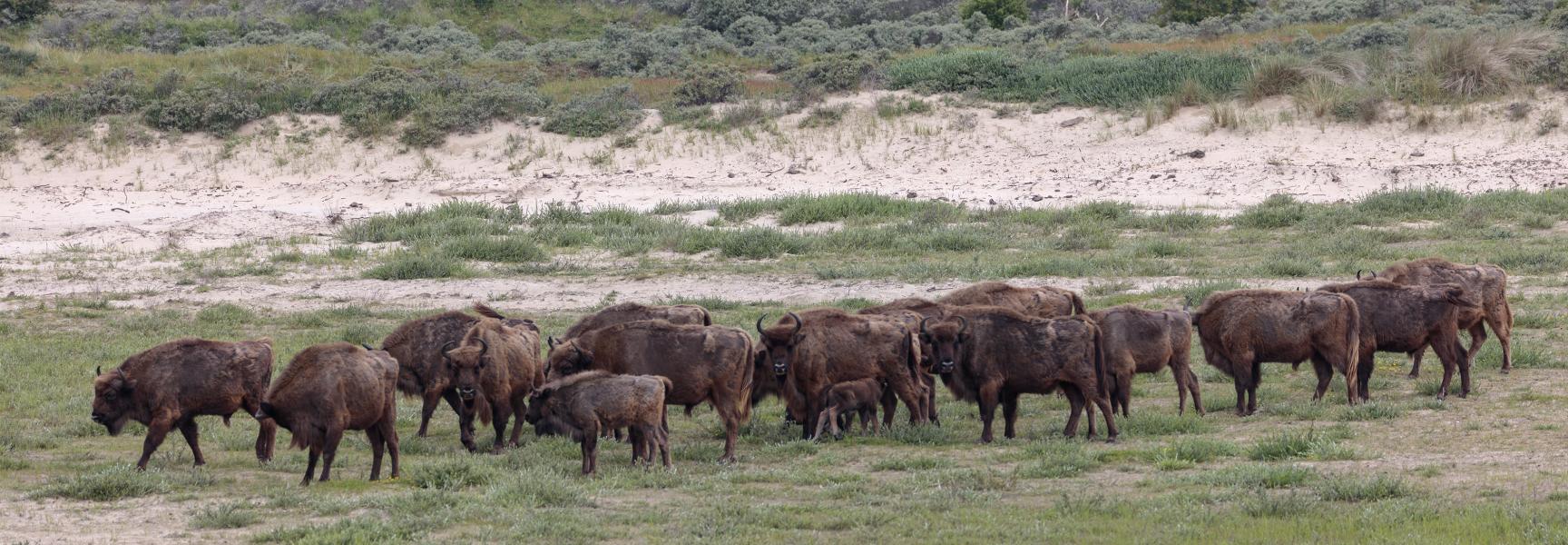 Kudde wisenten Kraansvlak, foto: Ruud Maaskant