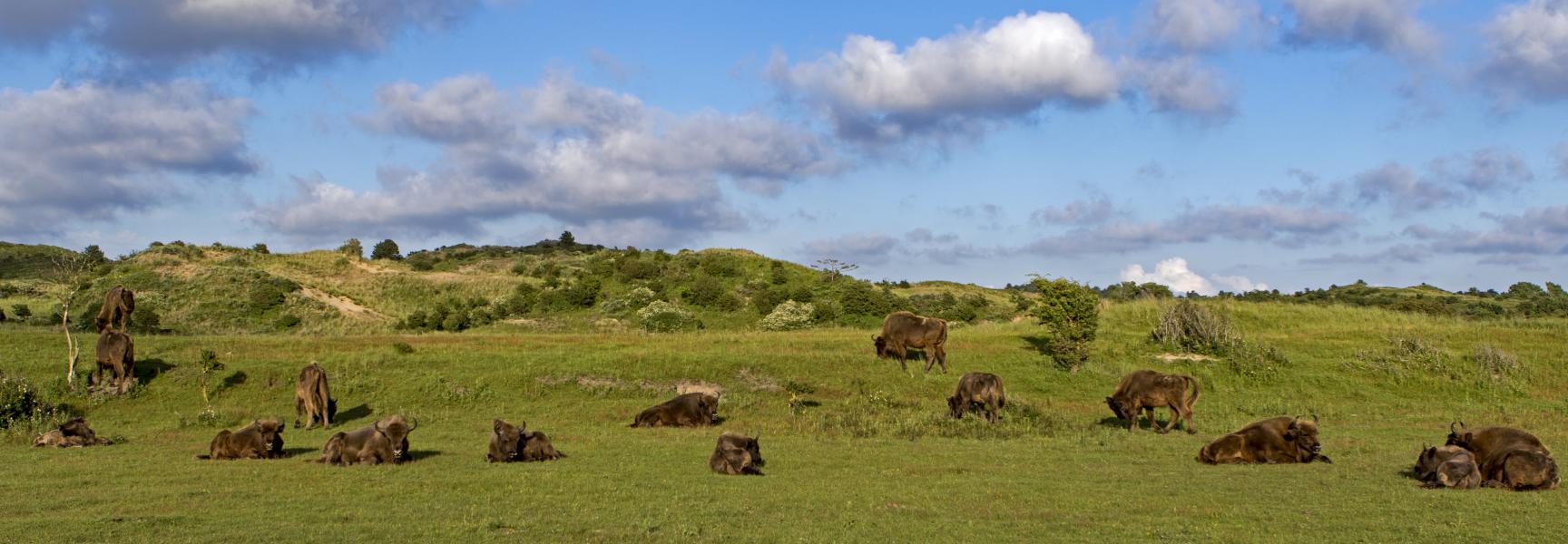 Wisenten Kraansvlak, foto: Ruud Maaskant, PWN