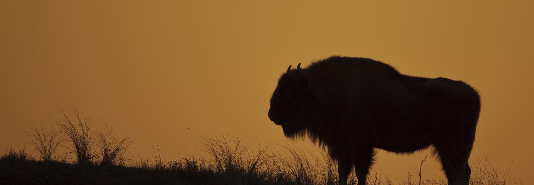 Wisent, foto: Ruud Maaskant, PWN