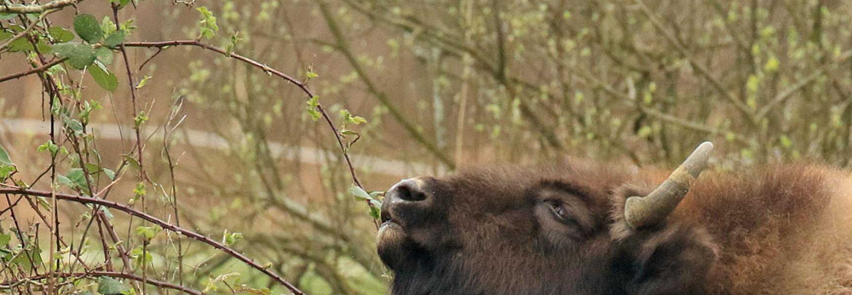  Wisent op De slikken van de Heen. Foto: Esther Linnartz-Nieuwdorp