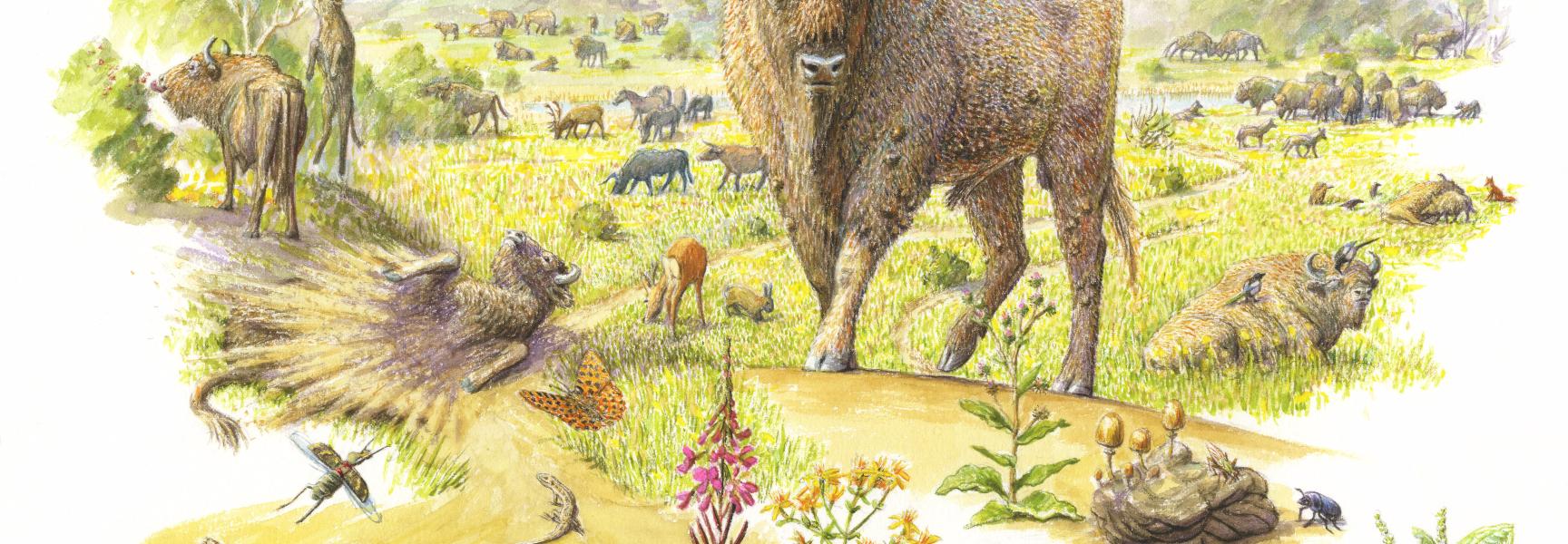 Wisent, tekening: Jeroen Helmer