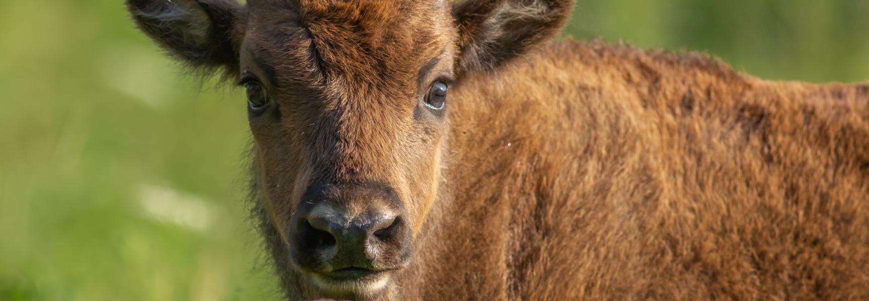 Wisentkalf. Foto: Randy van Domselaar