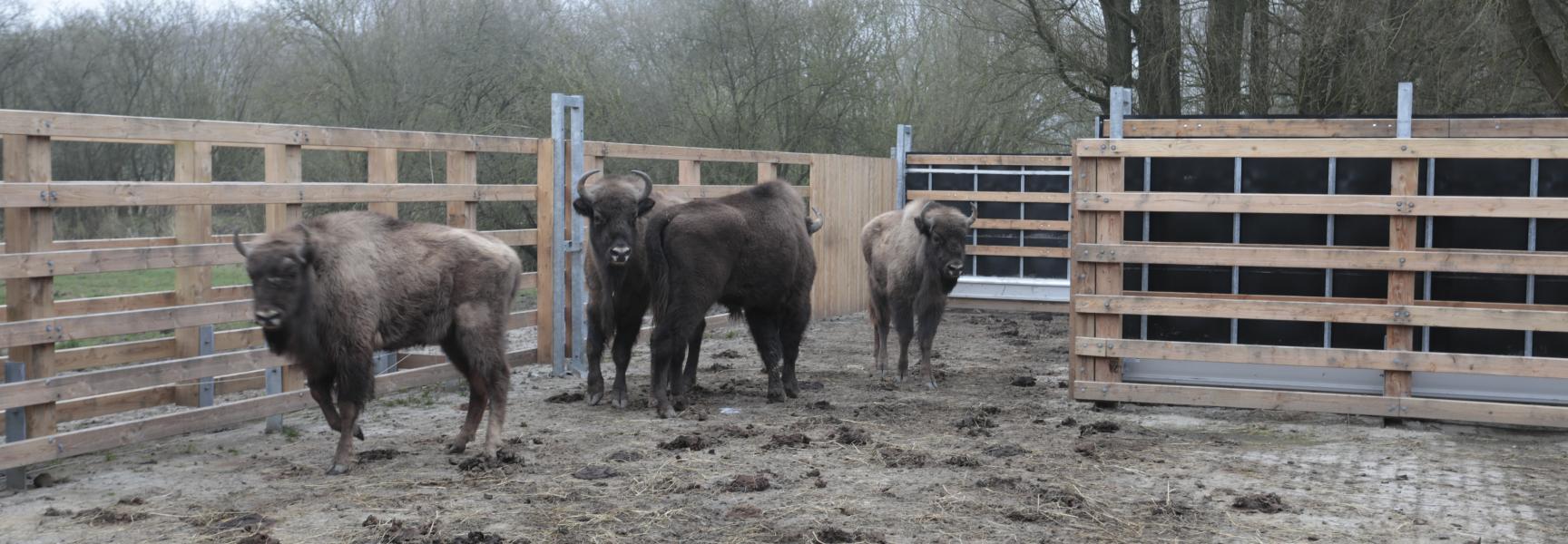 Wisenten klaar voor vertrek naar Spanje. Foto: Ruud Maaskant
