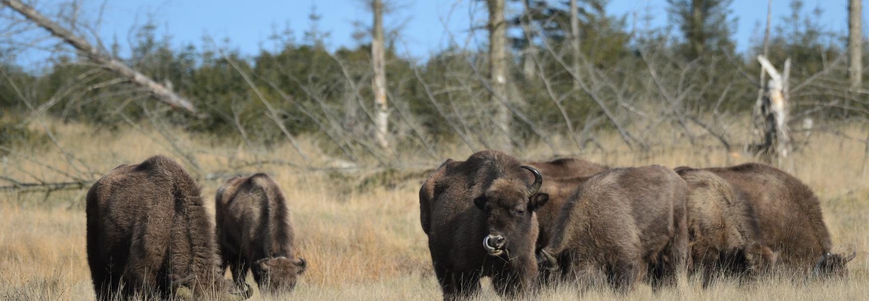 Wisenten in natuurgebied Lille Vildmose, hun nieuwe thuishaven in Noord-Denemarken. Foto: Lille Vildmose