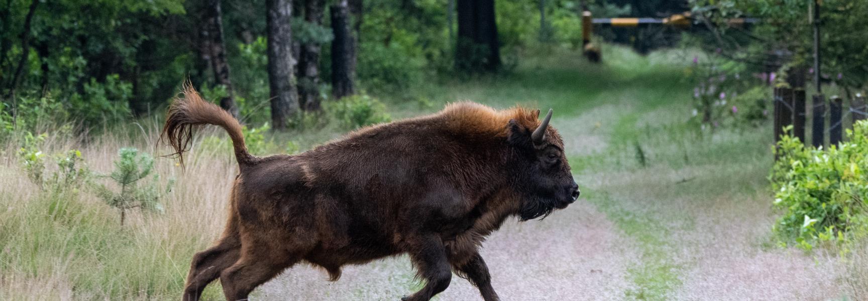 Wisent op de Veluwe. Foto: Dirk Goudkuil, Staatsbosbeheer