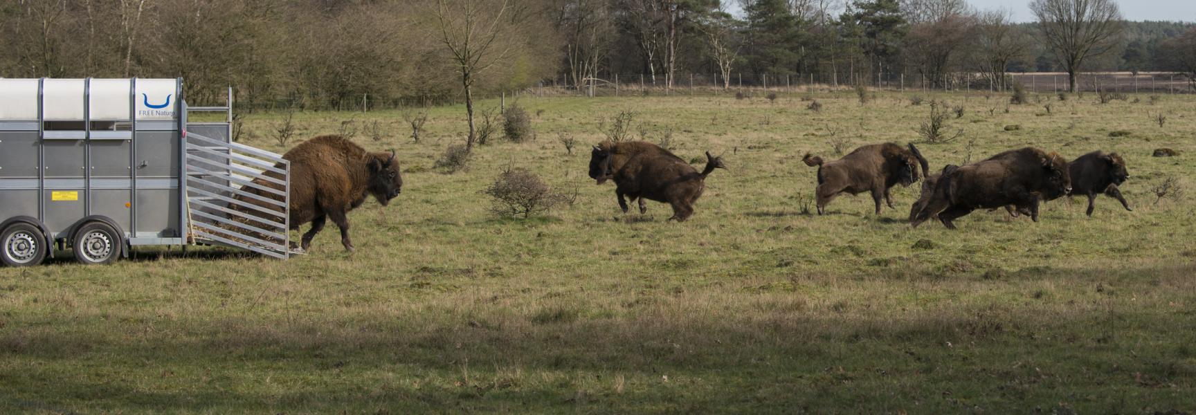 Veluwe verwelkomt grote wisentstier