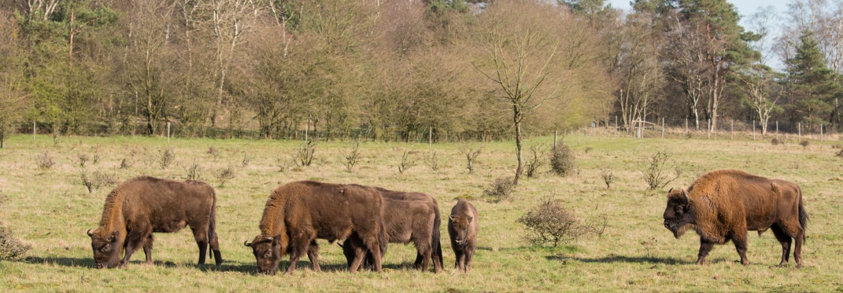 De wisentenkudde op de Veluwe. Foto: Gijs Hekkert