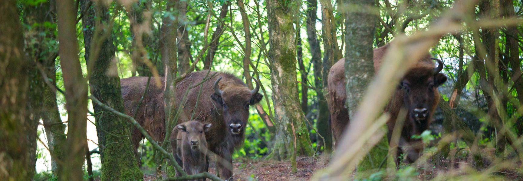 Wisenten op de Veluwe