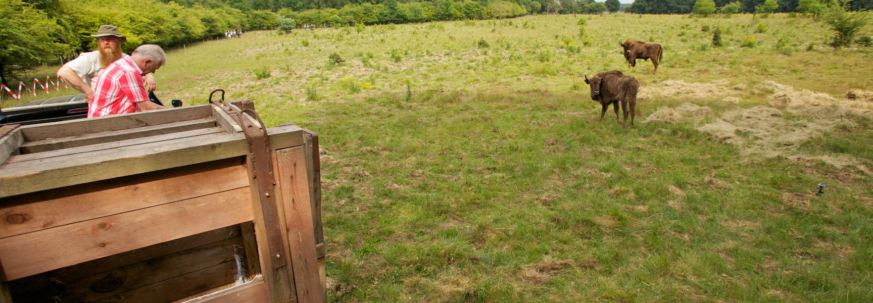 Uitzetten wisenten op de Veluwe