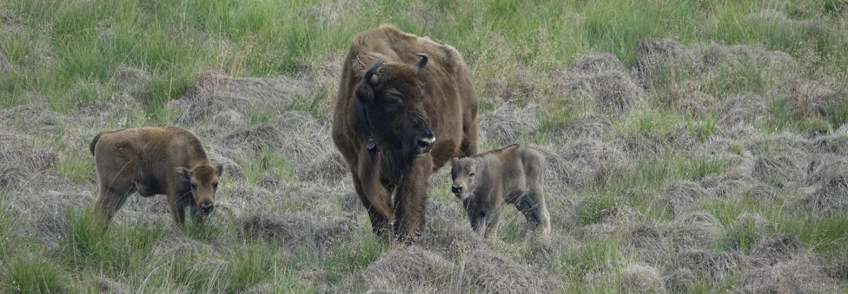 Wisentkalveren van 2019. Foto: Dirk Goudkuil, Staatsbosbeheer