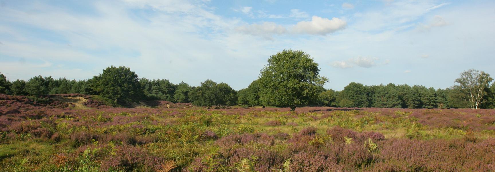 Veluwe