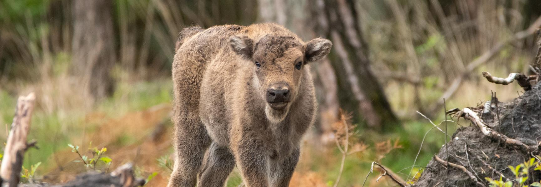 Eerste Veluwse wisent-koekalf. Foto: Dirk Goudkuil, Staatsbosbeheer