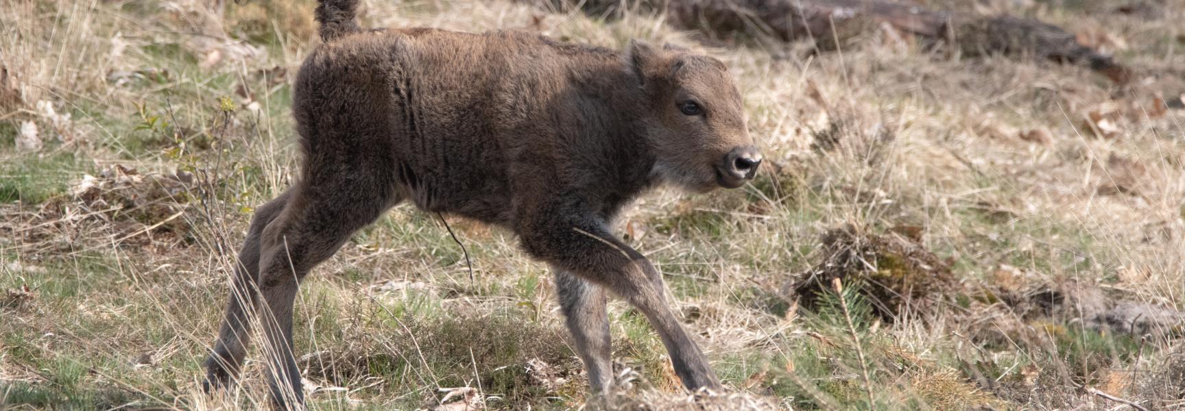 Eerste Veluwse wisent-koekalf. Foto: Dirk Goudkuil, Staatsbosbeheer