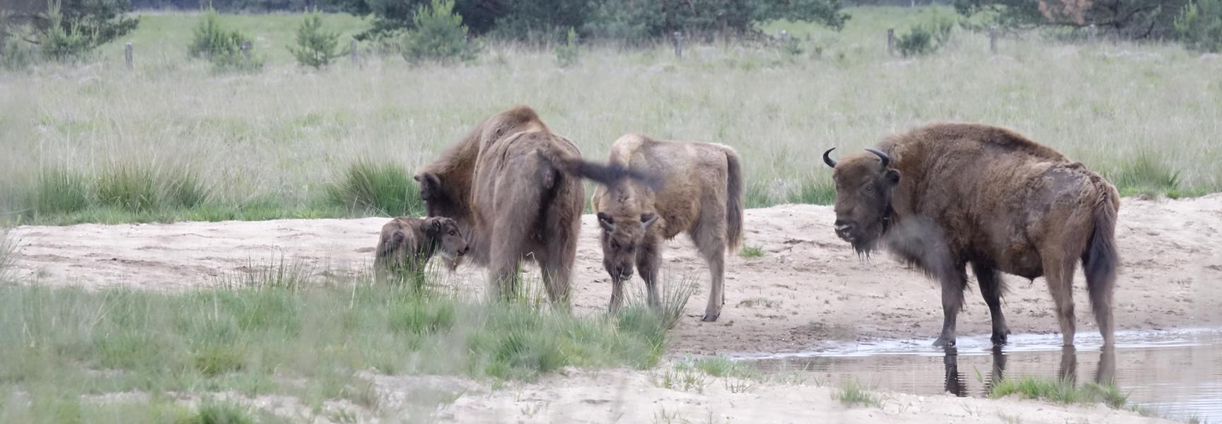 Wisentkalf geboren op de Veluwe. Foto: Dirk Goudkuil, Staatsbosbeheer