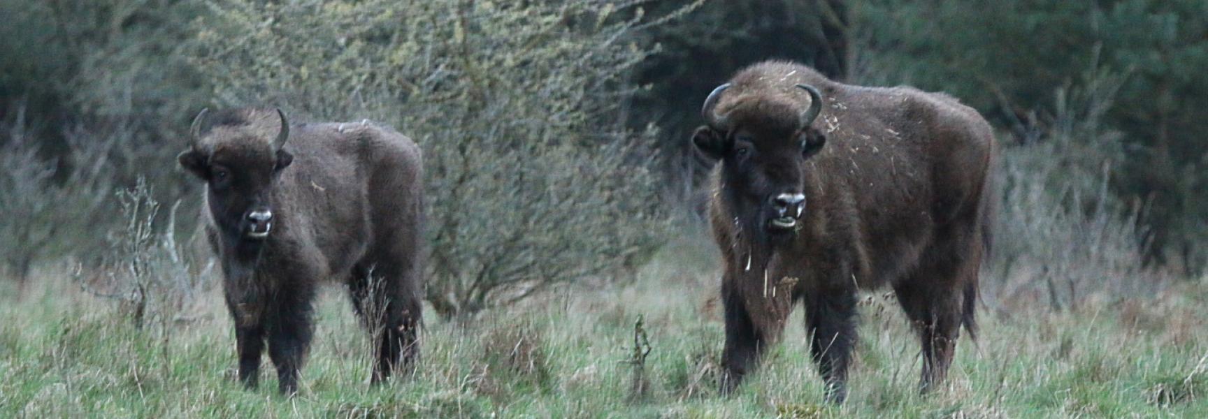 Wisenten op de Veluwe, foto: Yvonne Verhoef (vrijwilliger Stichting Wisent op de Veluwe)