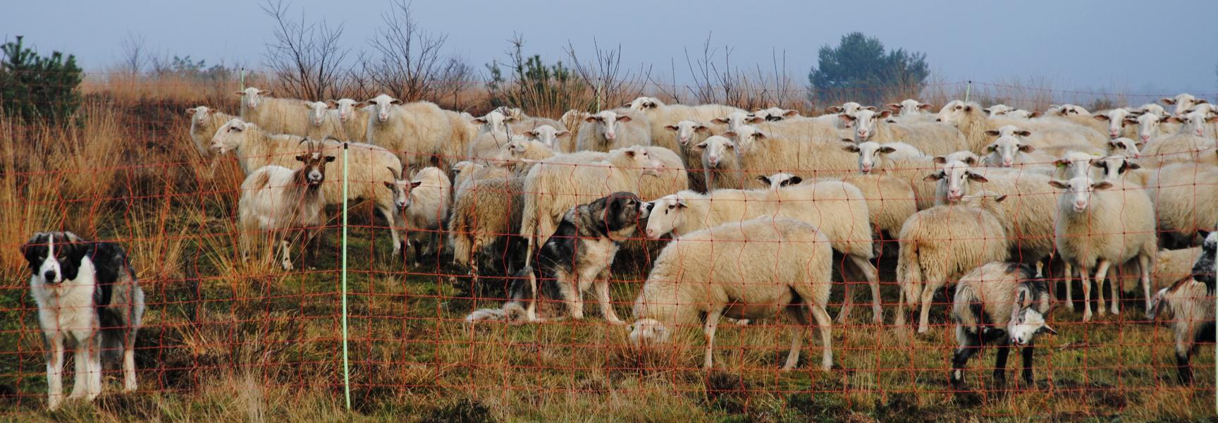 Kuddewaakhonden tussen schapen en geiten. Foto: Ray Dorgelo, Canine Efficiency
