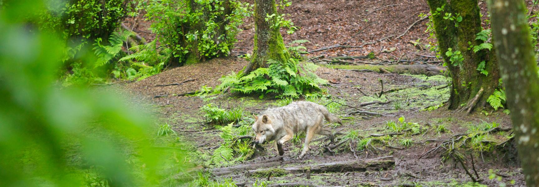 Europese grijze wolf