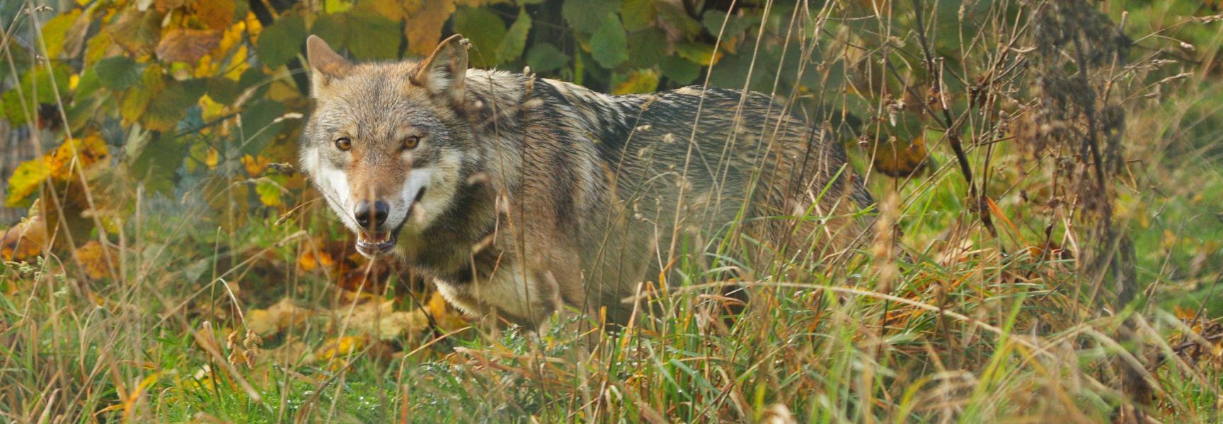 De wolf is terug! Eng of enerverend?