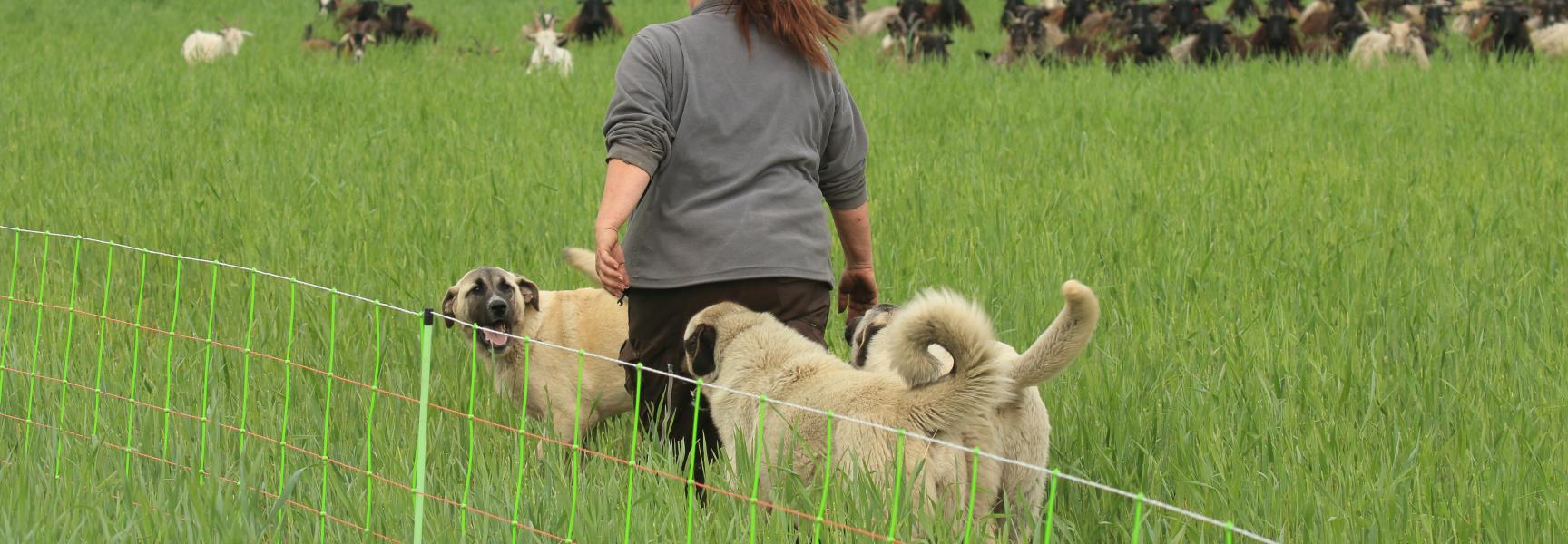 Geiten- en schapenkudde met kuddewaakhonden.