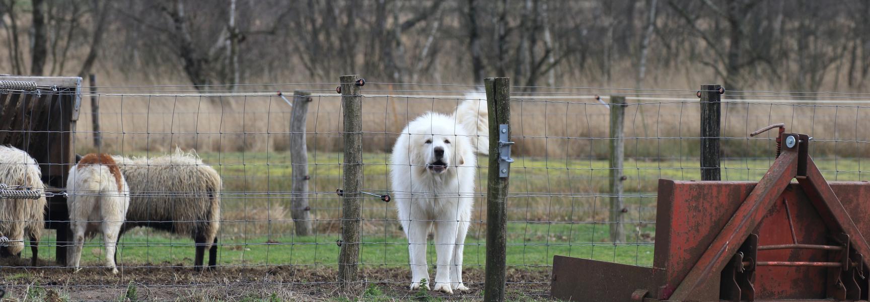 Kuddebewaker beschermt de kudde