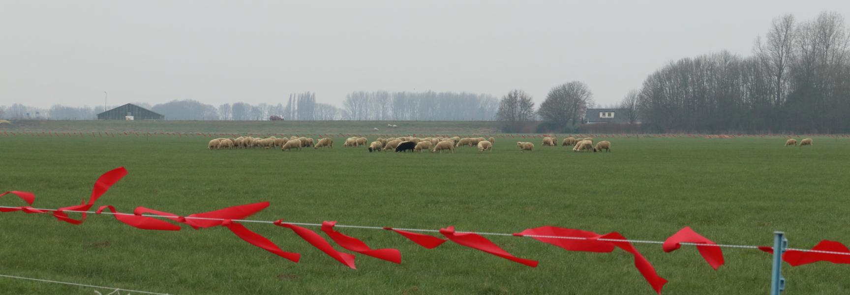 Schaapskudde en fladderlinten (Turbo Fladry)