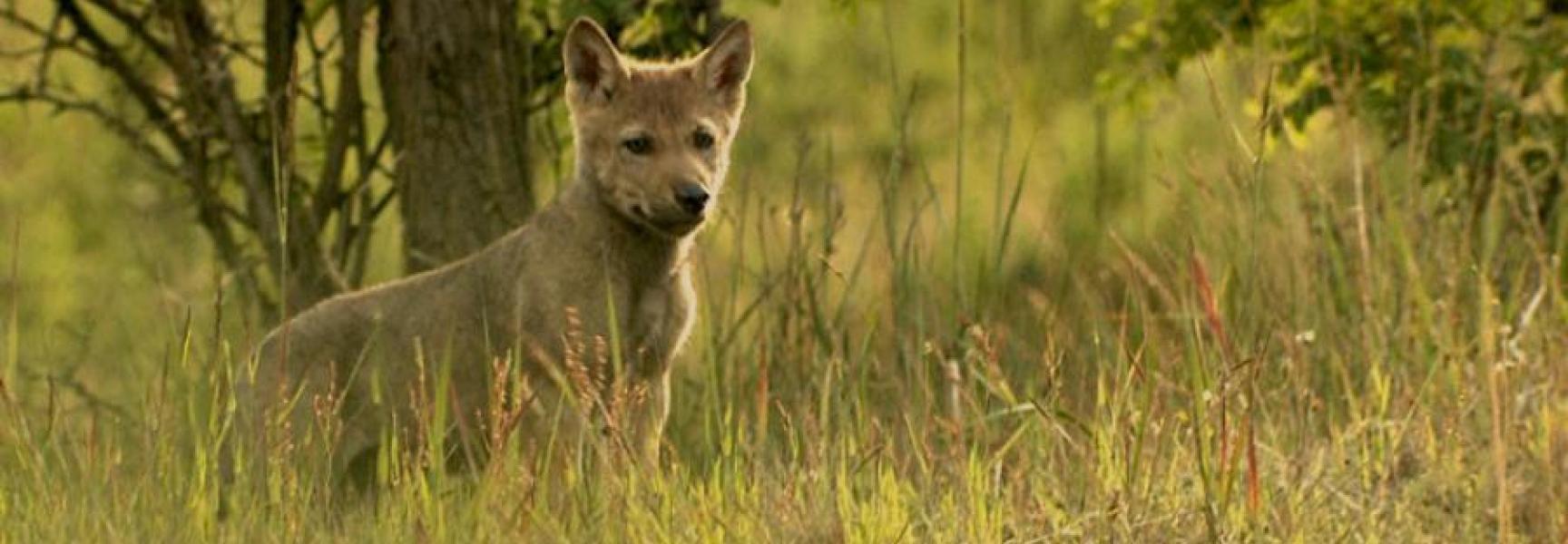 Wolf, still Sebastian Koerner