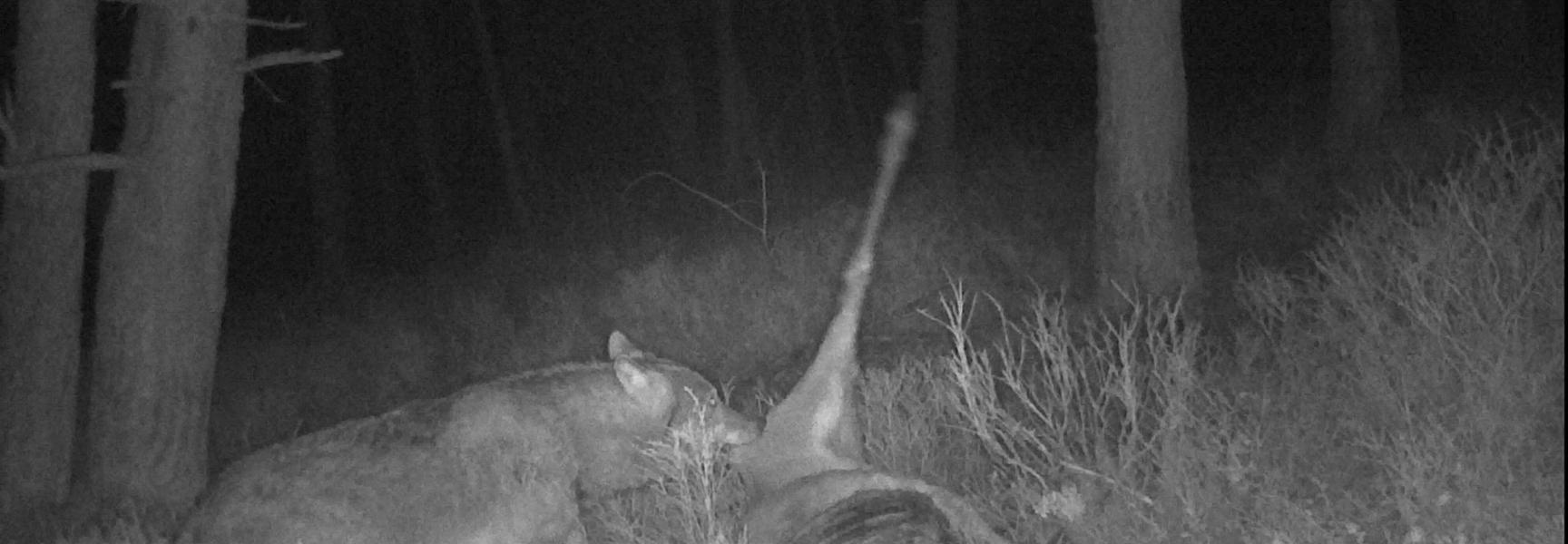 Wolf eet van prooi. Aaseters profiteren van de wolf als aasleverancier.