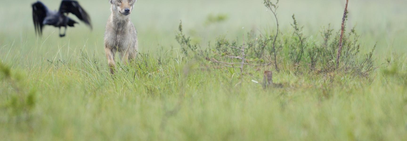 Een voorbeeld van de symbiose tussen de wolf en raven bij een kadaver. Foto: Wild Wonders of Europe