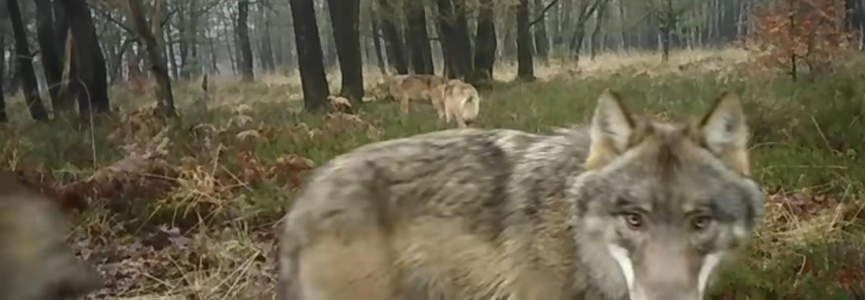 Wolvenfamilie op de Noord-Veluwe. Foto: Hans Hasper en Raya Strikwerda, Wolvenmeldpunt Zoogdiervereniging