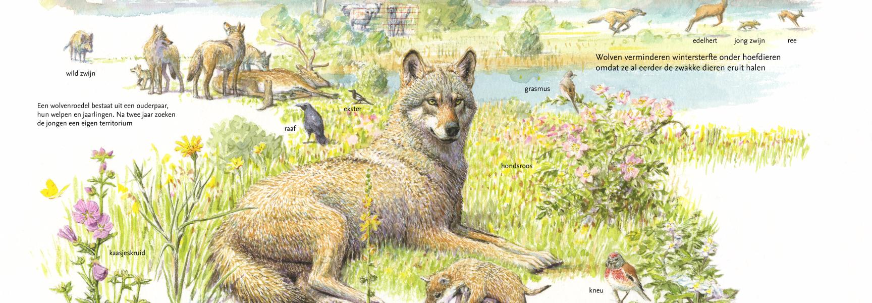 Sleutelrol van de wolf in de natuur