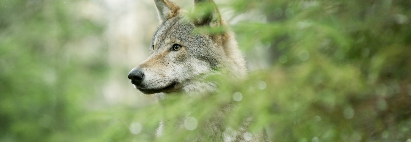Close-up van een wolf