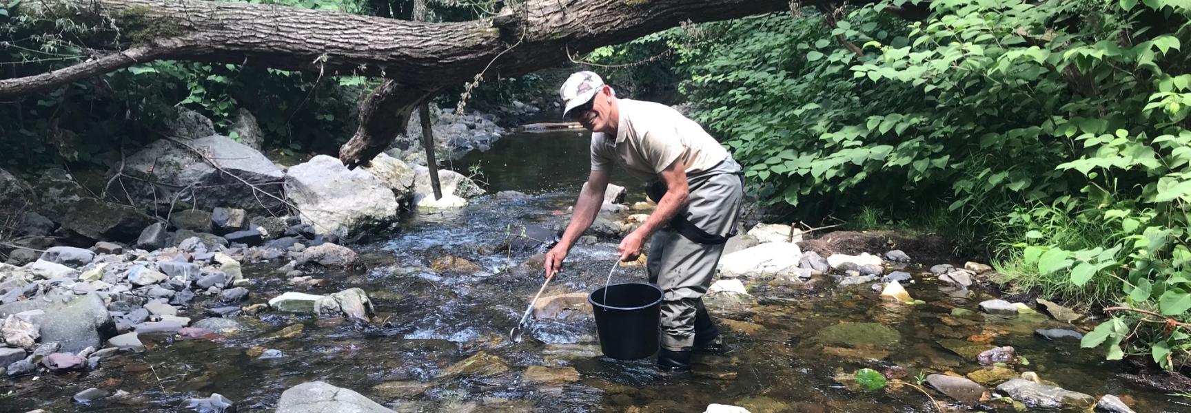 Zalmpjes worden uitgezet in zijriviertjes van de Roer