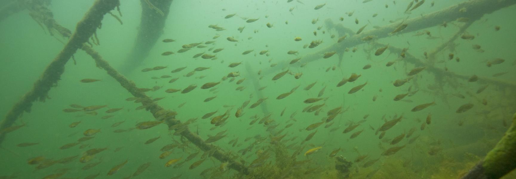Baarsjes onder rivierhout. Foto: Matthijs de Vos 