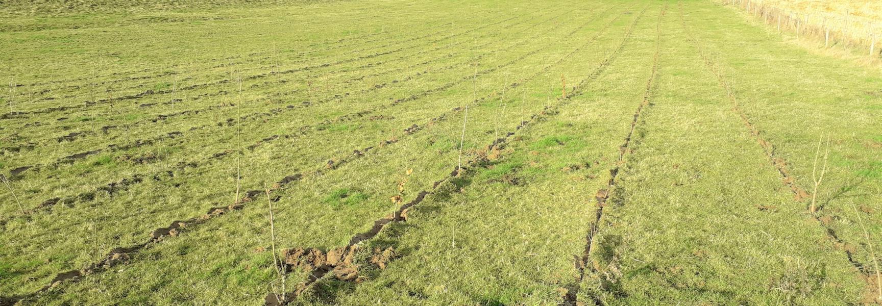 De vers aangeplante bomen en struiken zullen snel uitgroeien tot mooie hagen (foto Hettie Meertens)