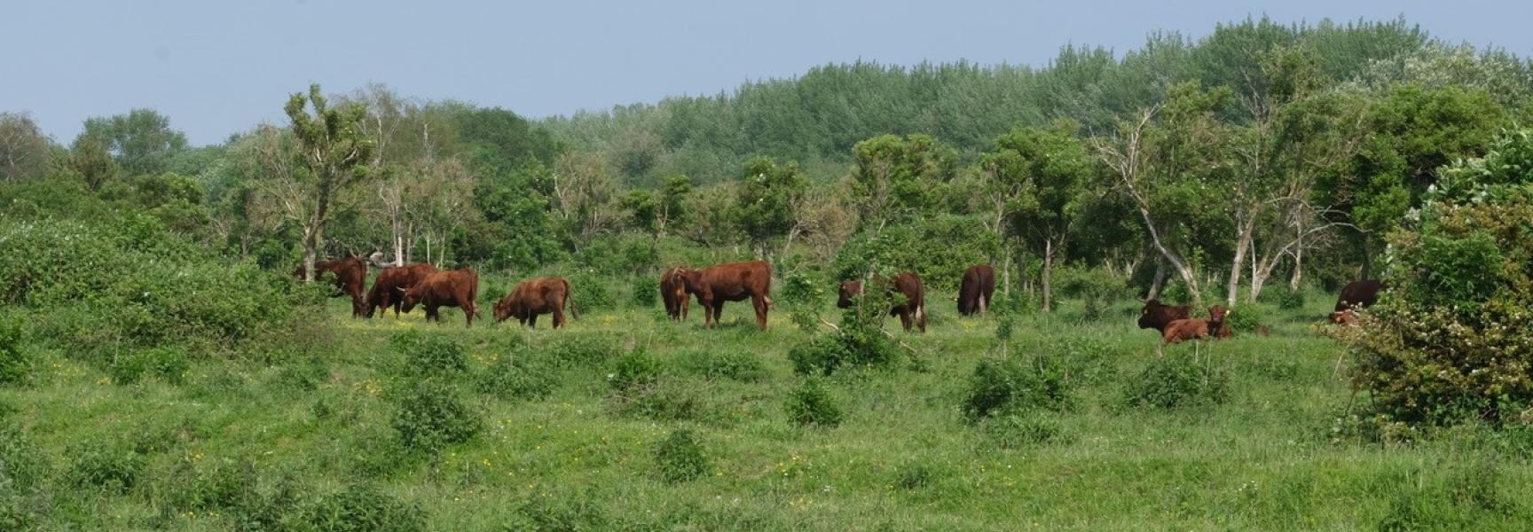 De grazers op de Slikken van de Heen zorgen voor een halfopen landschap. Foto: Esther Linnartz
