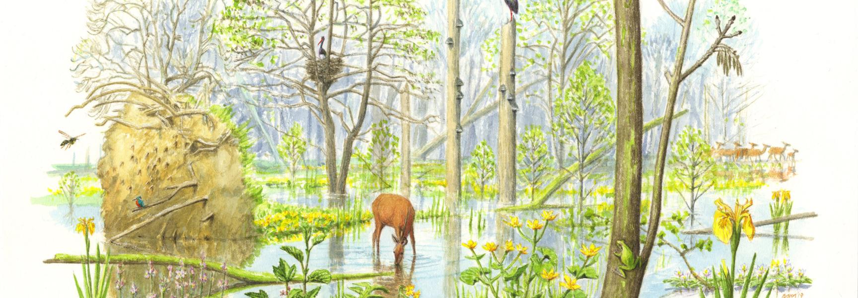 Toekomstbeeld van het leembos in de Geelders (Illustratie Jeroen Helmer)