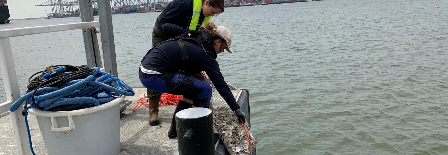 'Tassen' met lege oesterschelpen worden te water gelaten. Foto: Gijs van Zonneveld