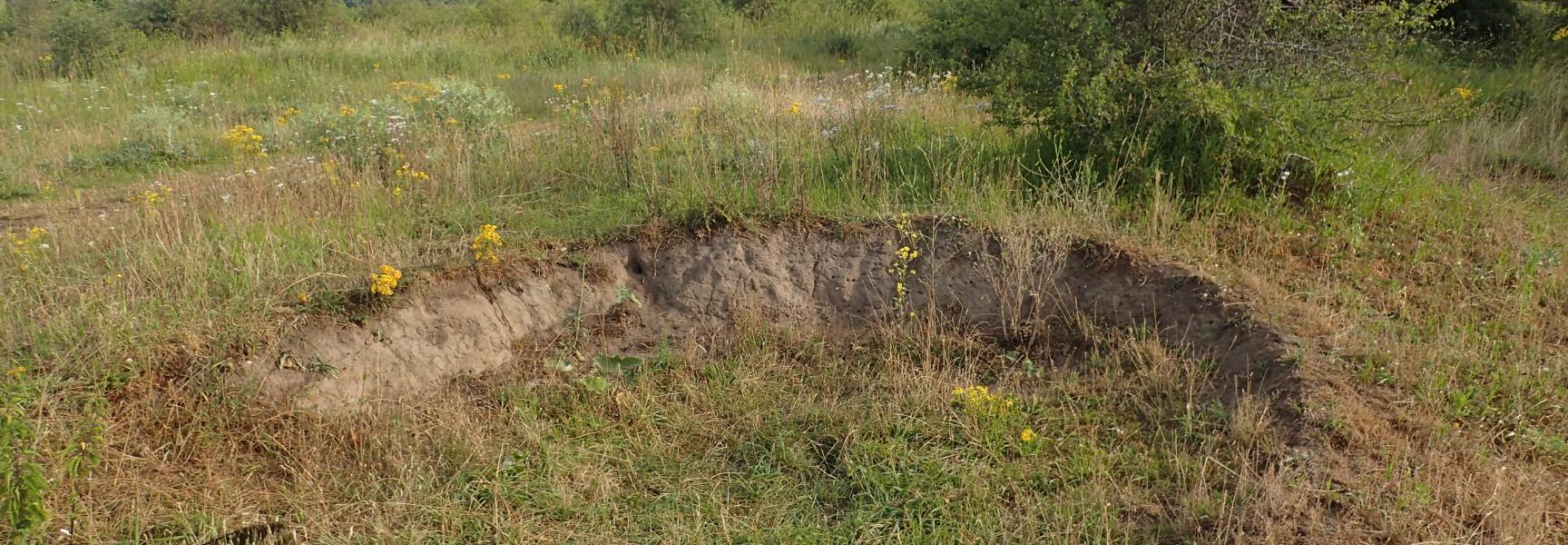 Oude stierenkuil waar de schoorsteenwesp haar nesten bouwt