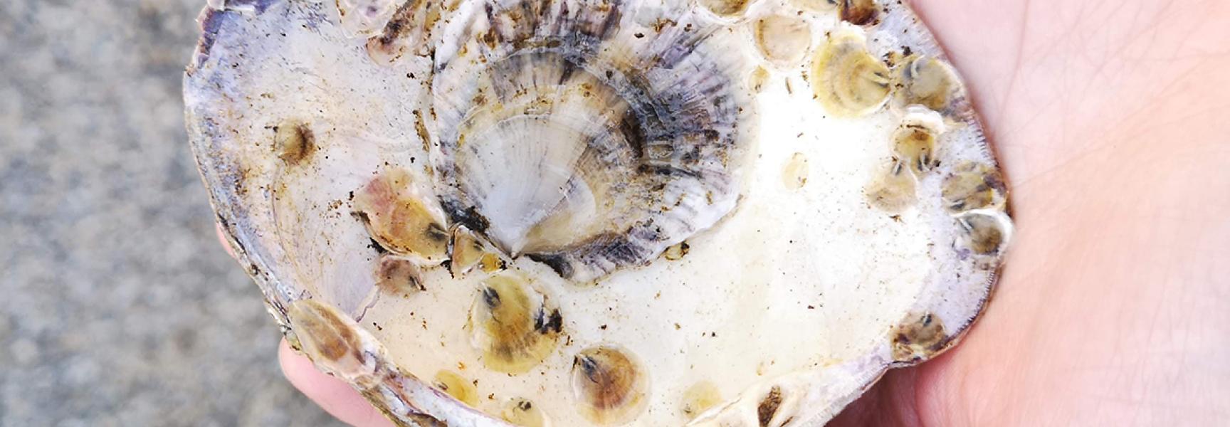 Éen maand oude oester