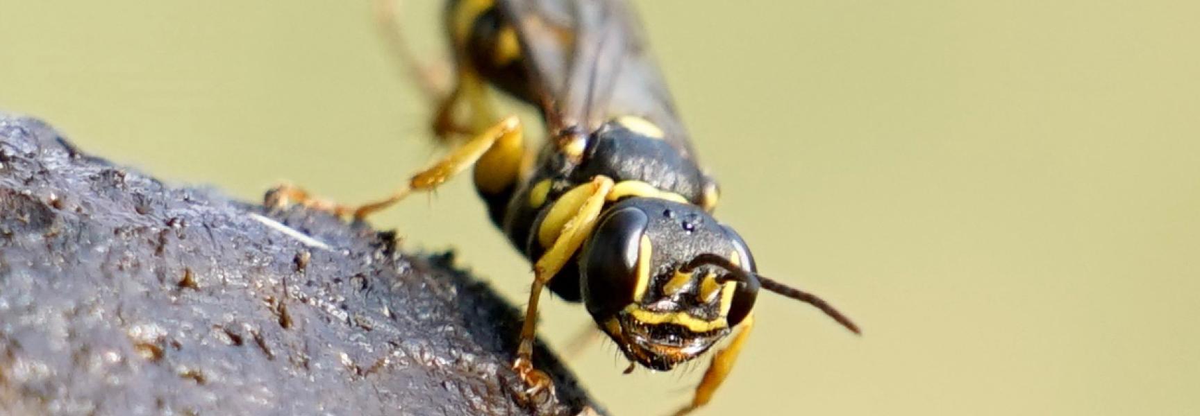 Gewone vliegendoder op paardenmest. Foto: Twan Teunissen