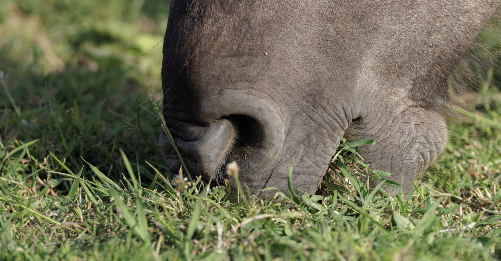Grazende konik Biesbosch 
