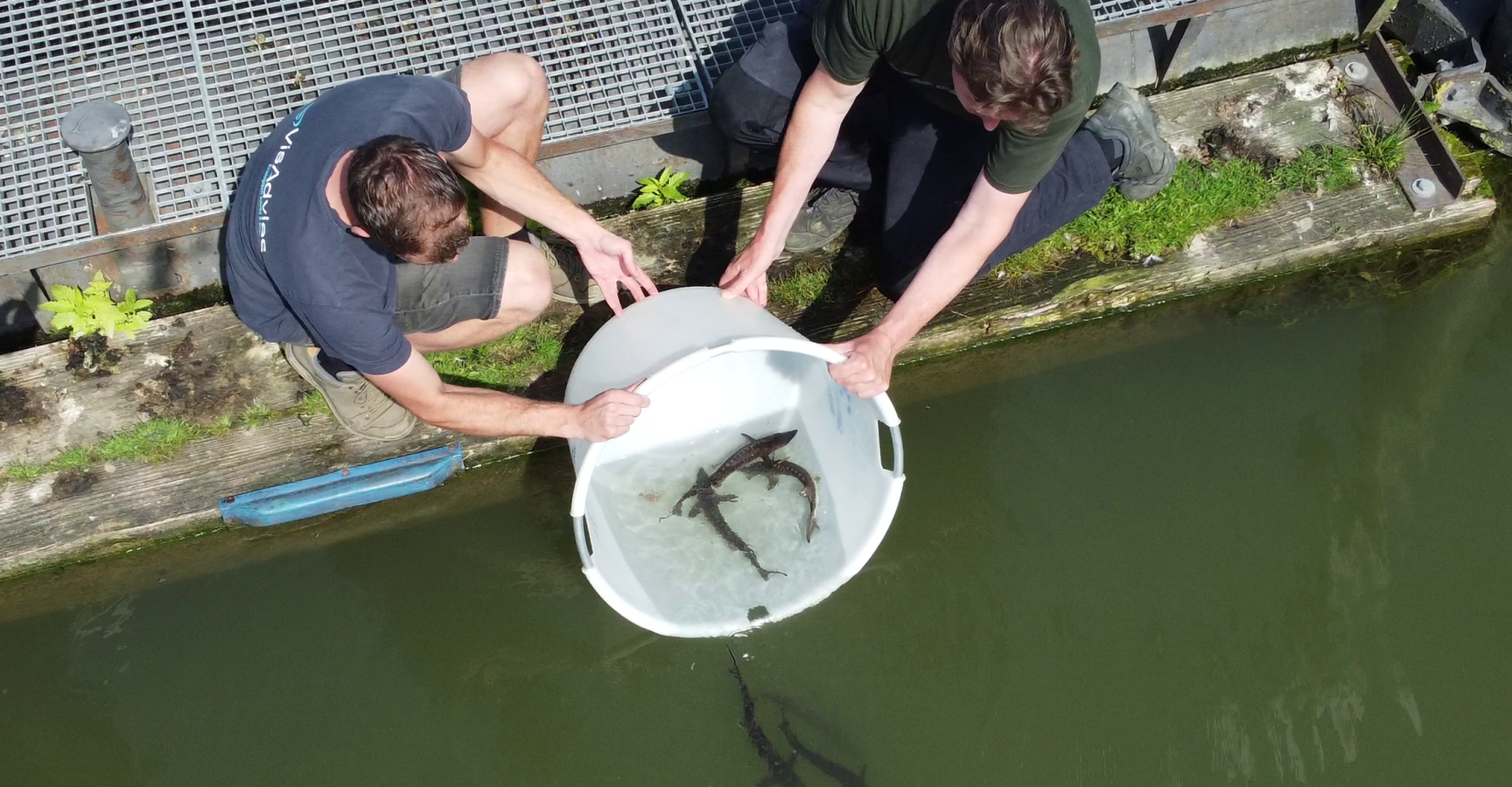 Steuren uitzetten in de Biesbosch 2023