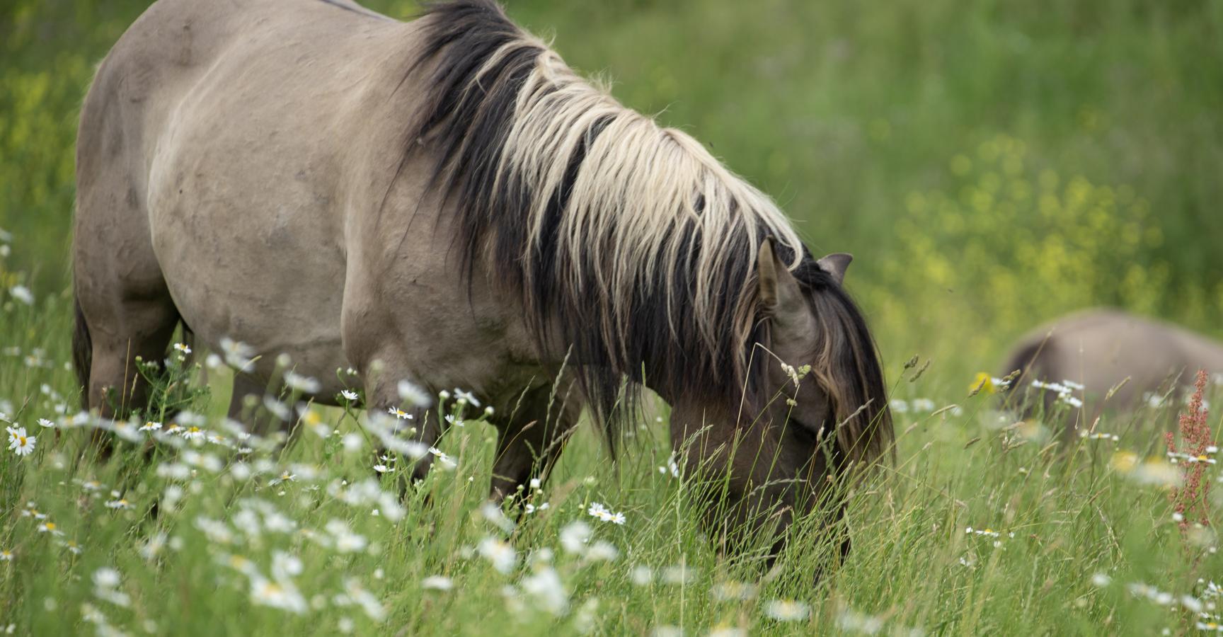 Konik Gelderse Poort © Sabine Wolters